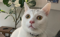 猫咪多大可以刷牙
