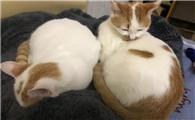 宠物猫的妊娠期多少天