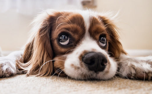 狗狗抽搐时口吐白沫是中毒症状吗? 狗狗抽搐时口吐白沫是中毒症状吗?