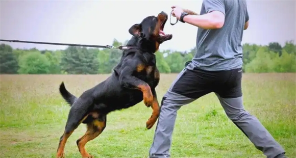 罗威纳犬种解析:霸气与忠诚的化身 罗威纳犬种解析:霸气与忠诚的化身