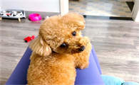 狗和得了犬瘟的狗一起玩耍会传染吗