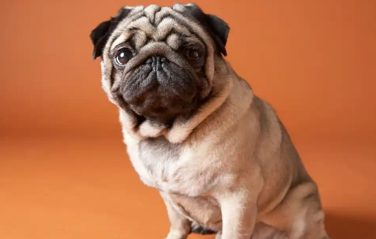 巴哥犬选购指南：从千元到万元的价格密码