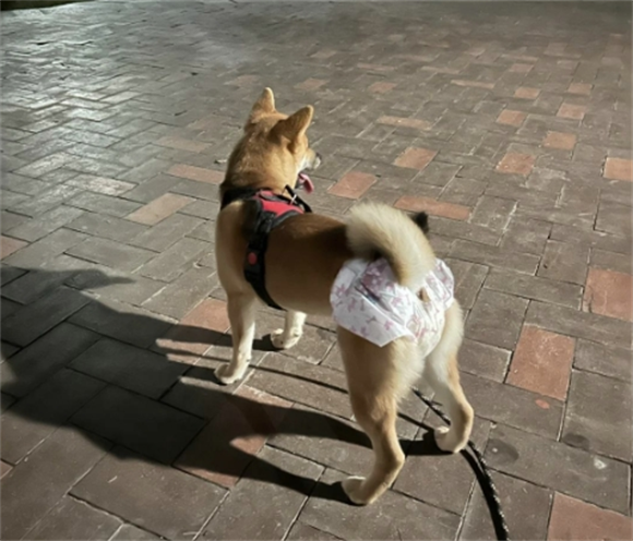 宠物狗尾巴上翘代表什么呢