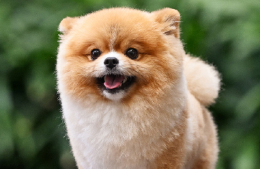 宠物行业发展动能强劲,板块投资机遇值得关注 宠物行业发展动能强劲,板块投资机遇值得关注