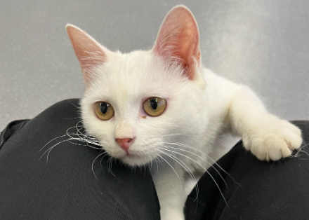 猫传腹是怎么引起的能治好吗 猫传腹是怎么引起的能治好吗