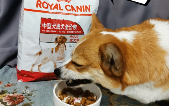 狗粮哪种牌子好？为什么众多铲屎官青睐皇家狗粮？