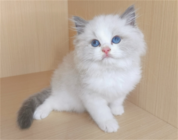 宠物猫得肾衰的原因是什么症状 宠物猫得肾衰的原因是什么症状