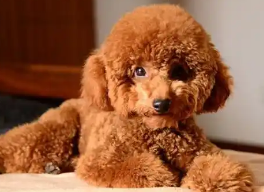 为什么说有这5个特点的泰迪犬，多半是比较漂亮？