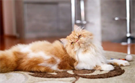 猫体温多少度是正常的