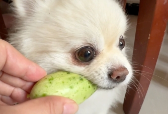狗狗喜欢吃什么蔬菜 狗狗喜欢吃什么蔬菜