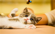 宠物猫咪晕车怎么处理效果好?