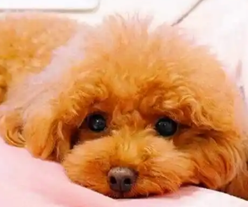 不管泰迪犬多大,突然间喝很多水,是想告诉你这6件事 不管泰迪犬多大,突然间喝很多水,是想告诉你这6件事