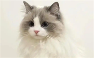 母猫绝育后多久可以洗澡？