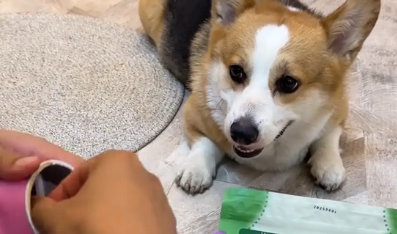 男子尝试狗零食，狗子在旁边一脸不可置信，狗：你是真的狗