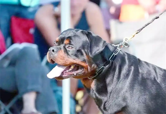 罗威纳犬胸口有白毛是怎么了? 罗威纳犬胸口有白毛是怎么了?