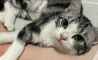 猫咪吐舌头喘气是什么意思