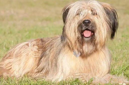 伯瑞犬多久驱虫一次?速来get一下! 伯瑞犬多久驱虫一次?速来get一下!