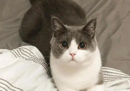 猫咪频繁喝水怎么回事 猫咪频繁喝水怎么回事