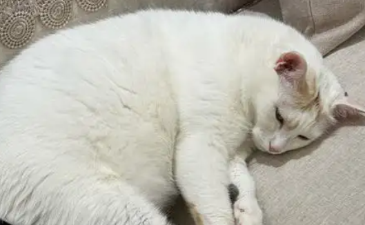 公猫绝育20天了也没掉痂