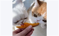 猫咪吃南瓜的好处有哪些