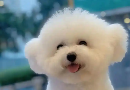 比熊犬优点解析:全面了解这一可爱萌宠 比熊犬优点解析:全面了解这一可爱萌宠