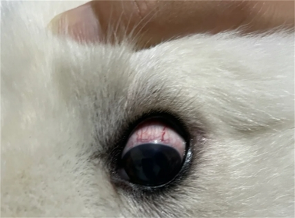 狗狗眼睛很红是结膜炎吗