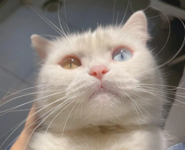 异瞳猫的独特美,多点关心多点爱 异瞳猫的独特美,多点关心多点爱