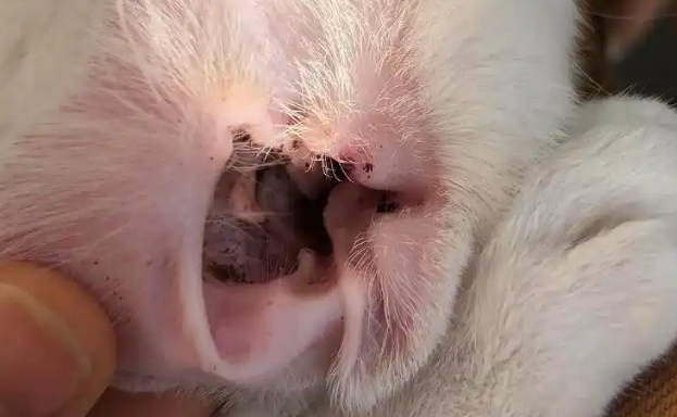猫的耳螨是什么样的