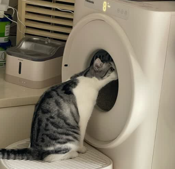 Panasonic猫砂盆多久清理一次 Panasonic猫砂盆多久清理一次