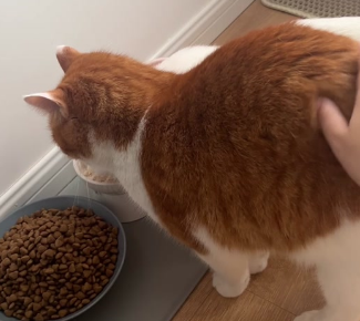 猫咪爱上封端口猫粮,铲屎官快跟进 猫咪爱上封端口猫粮,铲屎官快跟进
