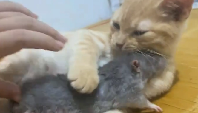 猫咪和宠物鼠相处十分融洽。网友:这是真生理性喜欢 猫咪和宠物鼠相处十分融洽。网友:这是真生理性喜欢