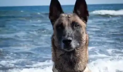 出色的工作犬-比利时马林诺斯犬！