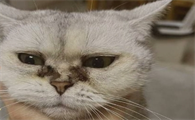 猫咪泪痕非常严重怎么回事