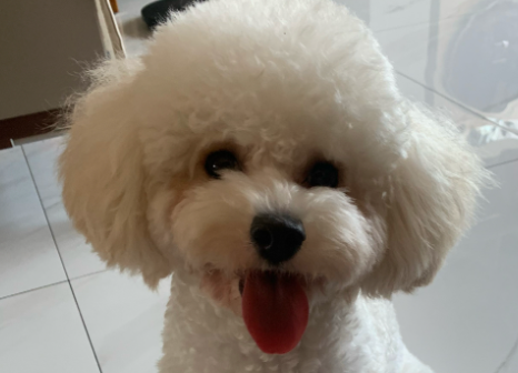 河北“狗王查理”走红,背后是他救助流浪狗的十年 河北“狗王查理”走红,背后是他救助流浪狗的十年