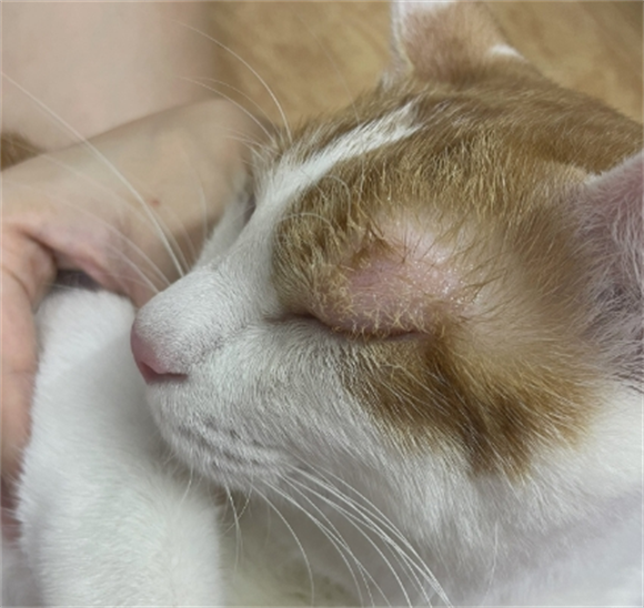 猫咪眼睛周围红红的