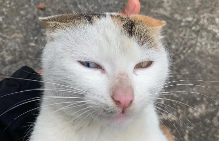 猫的眼睛颜色不一样要紧吗 猫的眼睛颜色不一样要紧吗