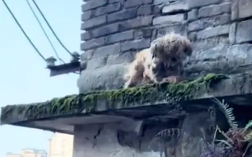 老人不知道是否还在了,狗狗仍替主人看守着家园! 老人不知道是否还在了,狗狗仍替主人看守着家园!