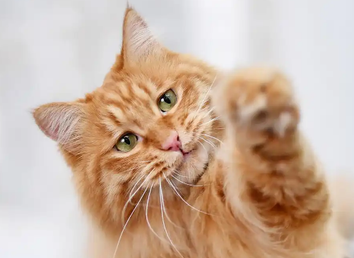 猫怕热吗能用空调吗 猫怕热吗能用空调吗