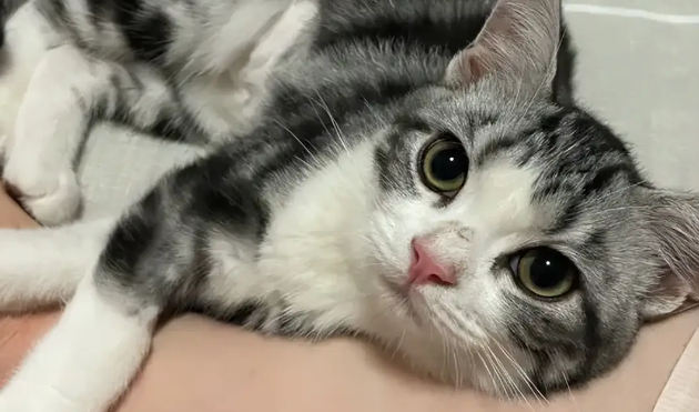 猫咪吐舌头喘气是什么意思 猫咪吐舌头喘气是什么意思