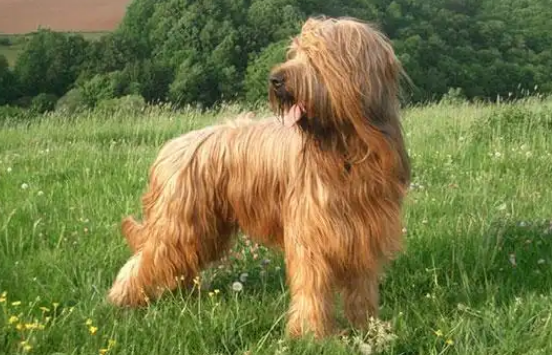 伯瑞犬选购指南：公犬与母犬的差异解析