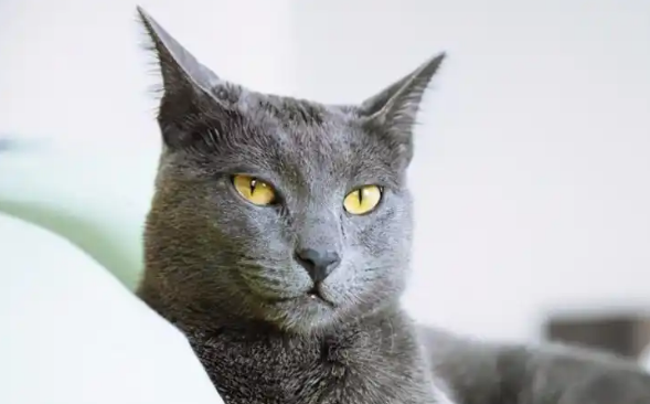 猫咪早产康复后还能再次生育吗