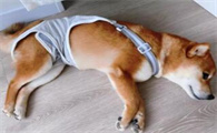 狗狗怀孕要注意什么
