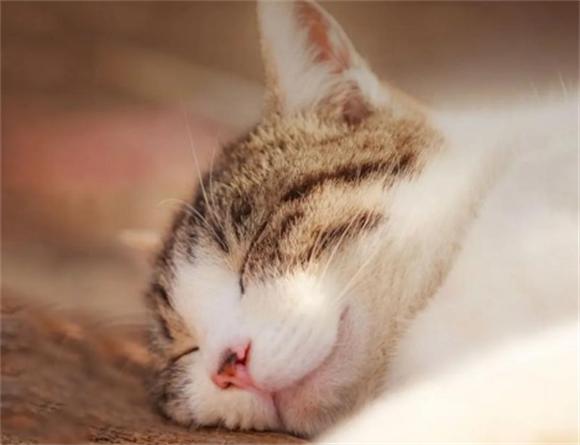 猫吐一滩水有白沫怎么回事