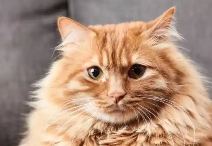 猫喜欢咬人手是为什么 猫喜欢咬人手是为什么