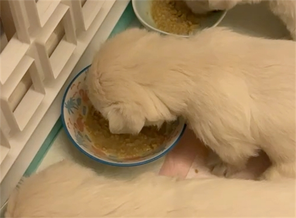 狗狗吃软狗粮好吗 狗狗吃软狗粮好吗
