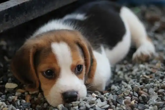 不同体型狗狗补钙剂量有差异吗？