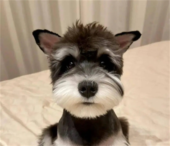 养狗狗缠胶布立耳一般几天