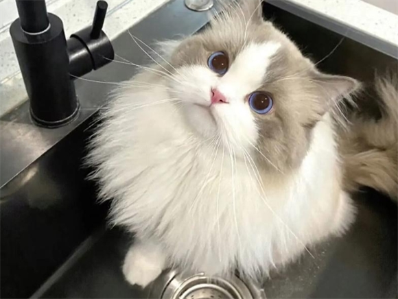 猫咪驱虫是去宠物医院还是宠物店 猫咪驱虫是去宠物医院还是宠物店