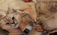 宠物猫踩奶发出咕噜声是什么意思