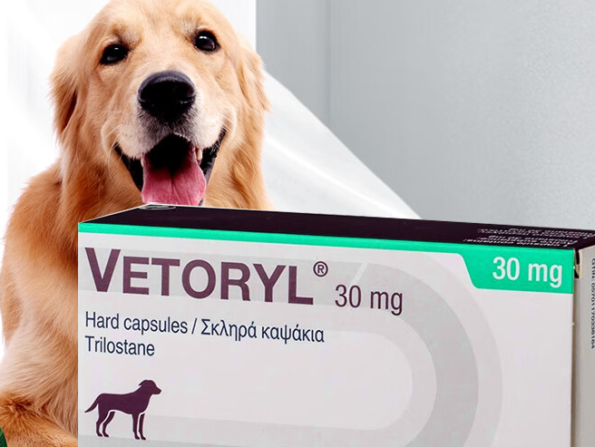 VETORYL：呵护狗狗健康，解决库欣氏综合症难题